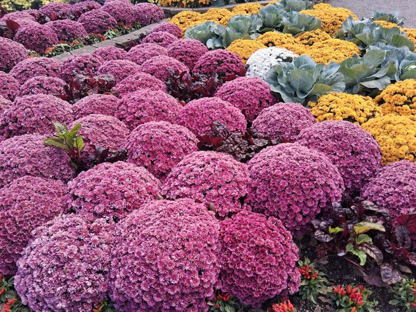 L'impact de la COVID-19 sur l'immobilier rural